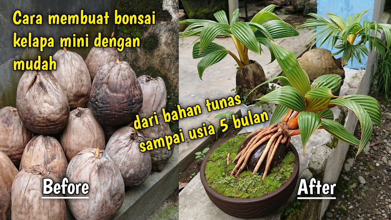 CARA MEMBUAT BONSAI KELAPA DENGAN MUDAH || COCONUT BONSAI