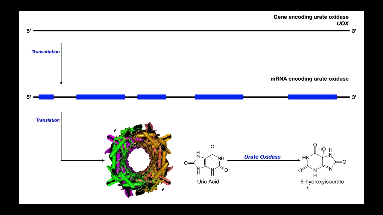 Gout [Part 1] | Purine Degradation, Uric Acid, & Hyperuricemia