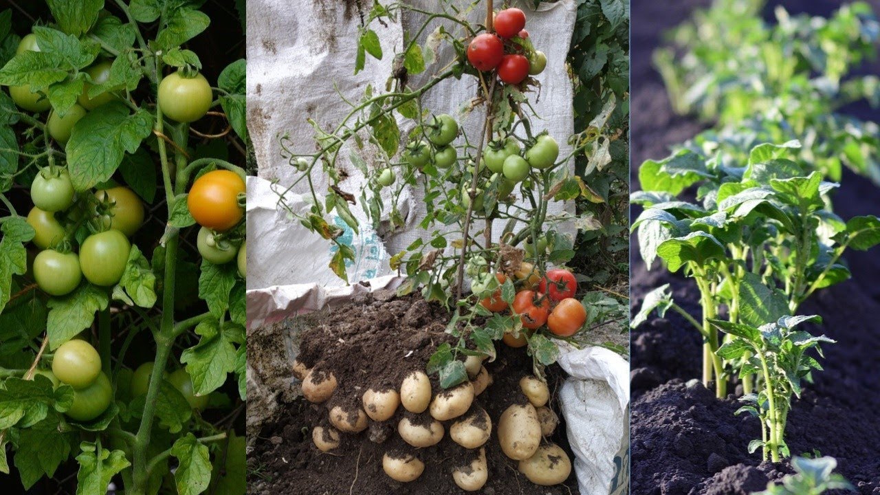 Tomato and Potato on One Plant. Tomato grafting on Potato. Pomato.