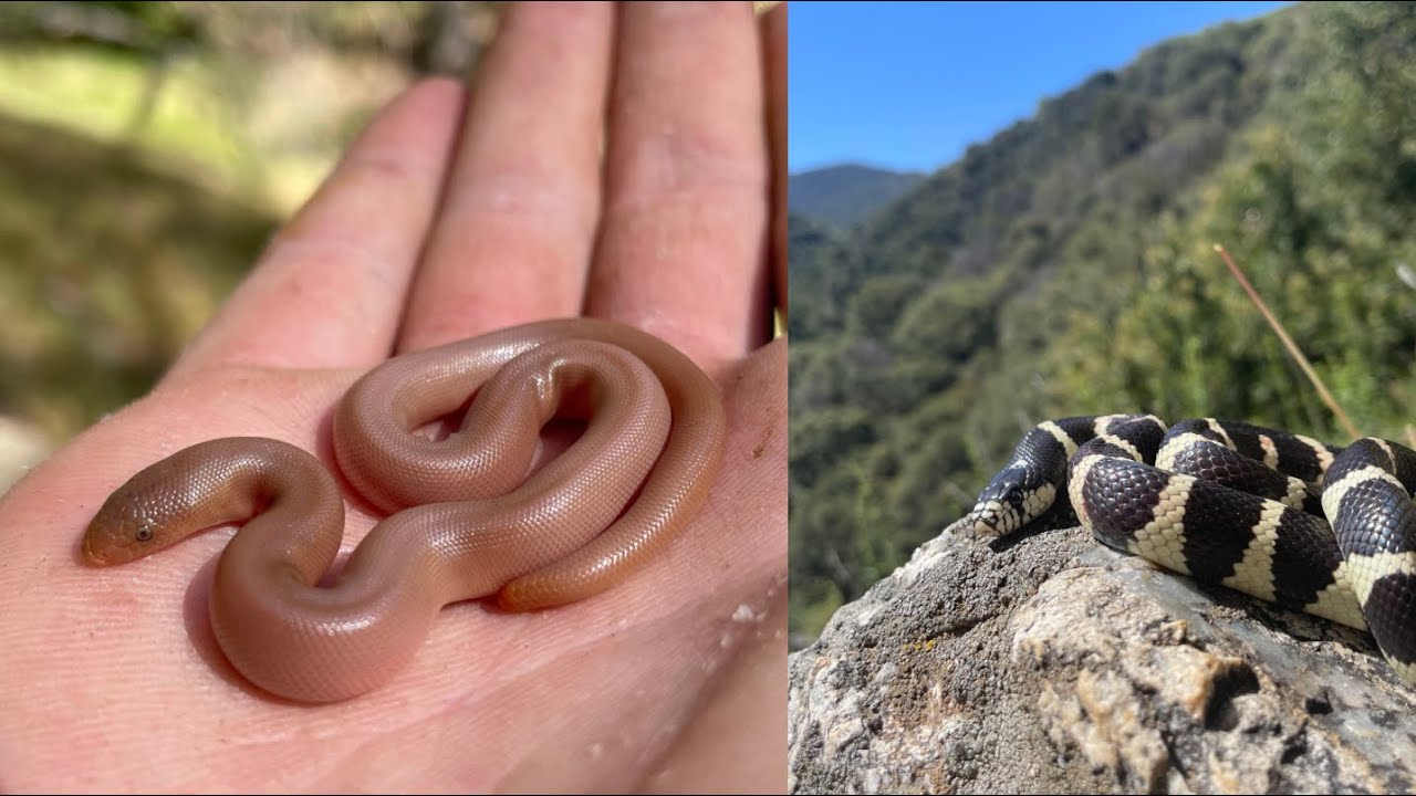 Exploring an undocumented mountain in the Kern County sky islands! Rubber Boas and Kings
