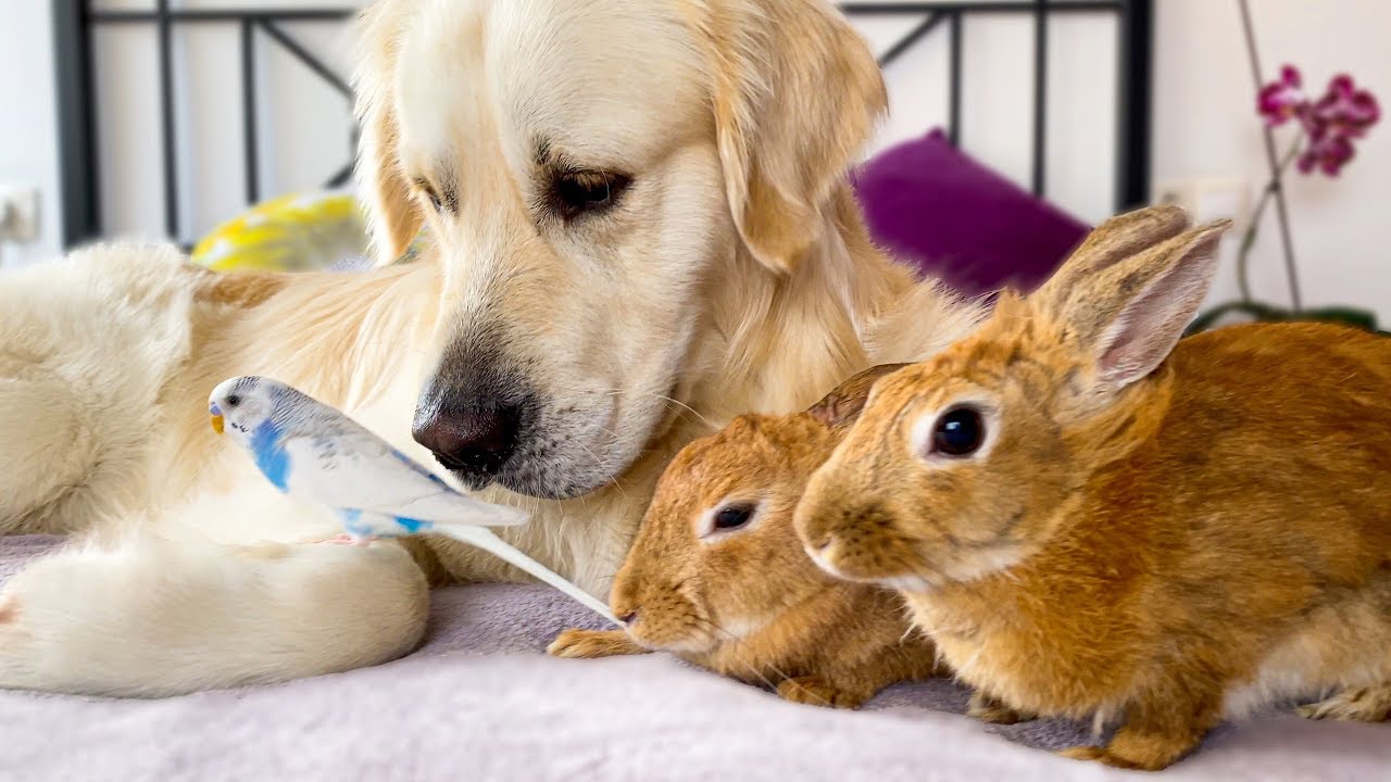 Golden Retriever Dog, Cute Rabbits and Little Budgie - Amazing Pets Friendship!