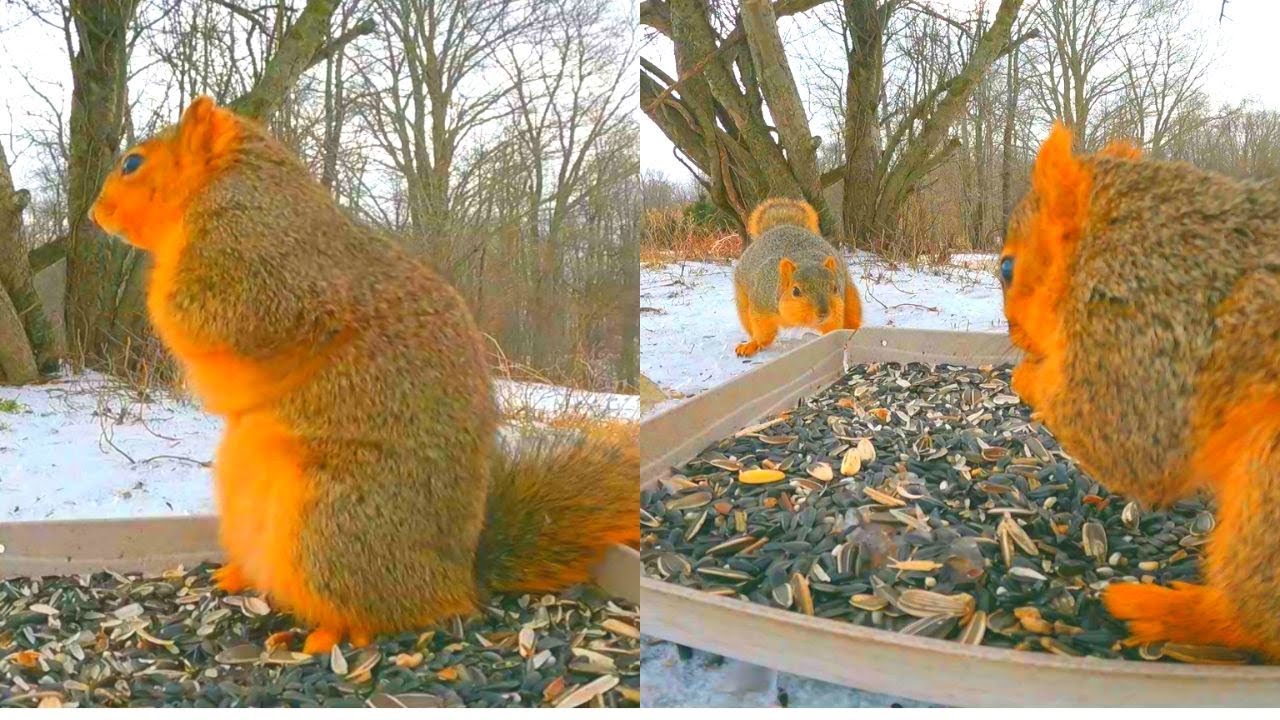 CHEETO Squirrels! 🐿️ | Squirrels eat bird food | Squirrels eating in snow | Fox squirrels