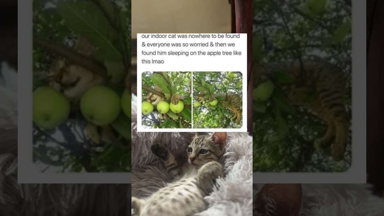 Kitty Bob Reacts | #wholesome  #cat #shorts