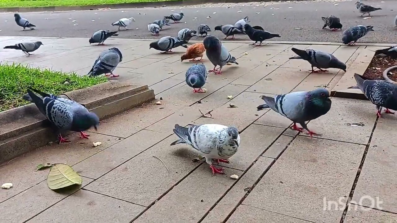 Pigeons in the Park Relax Watch and Listen to the World Around Голуби в парке расслабься- мир рядом