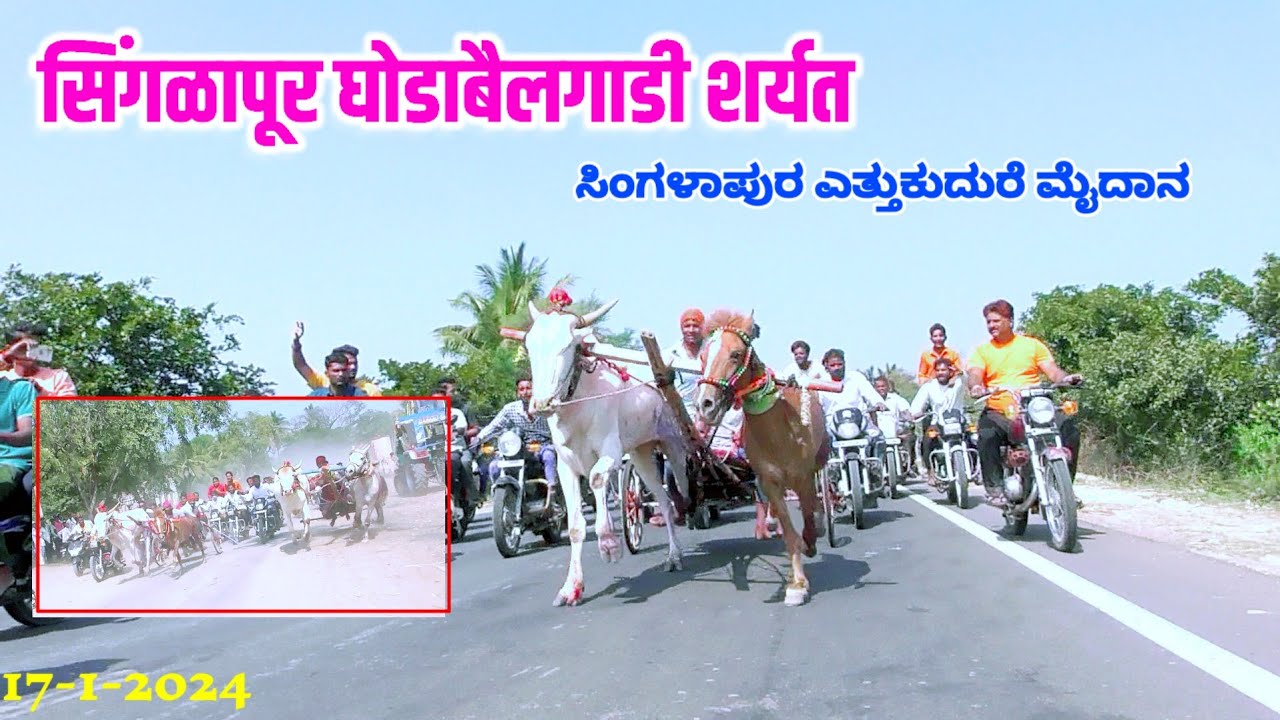 ಸಿಂಗಳಾಪುರ ಮೈದಾನ ಒಂದು ಎತ್ತು ಮತ್ತು ಒಂದು ಕುದುರೆ ಗಾಡಿ ಸ್ಪರ್ಧೆ|Shingalapur HorseBull Race Datt 17/1/2024