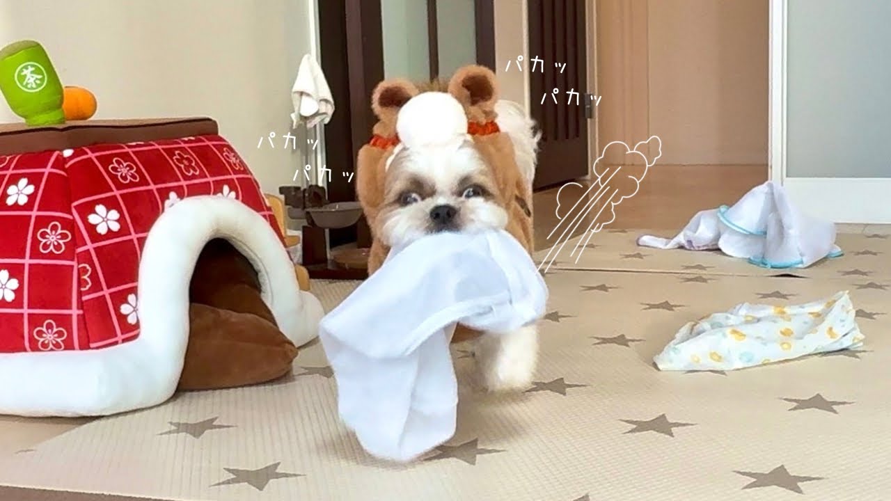 【シーズー】あけましておめでとうございます🎍今日から仕事初めですっっっ！！【犬Vlog】