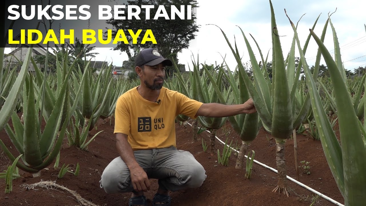 Kisah Sukses Bertani Lidah Buaya