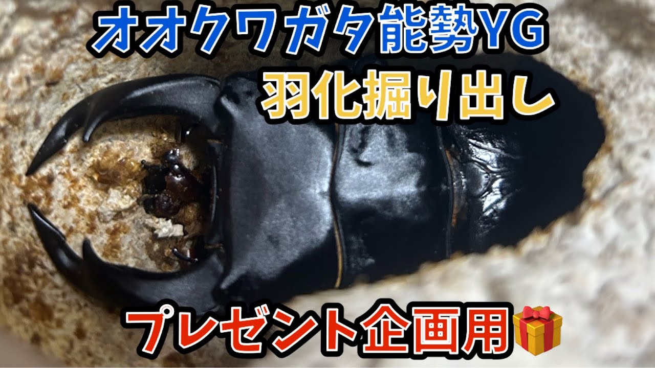 オオクワガタ能勢YG血統　羽化！　プレゼント企画用🎁