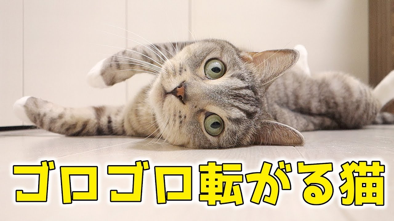 春が来た？！お腹を見せて気持ち良さそうにゴロゴロ転がる猫が可愛い
