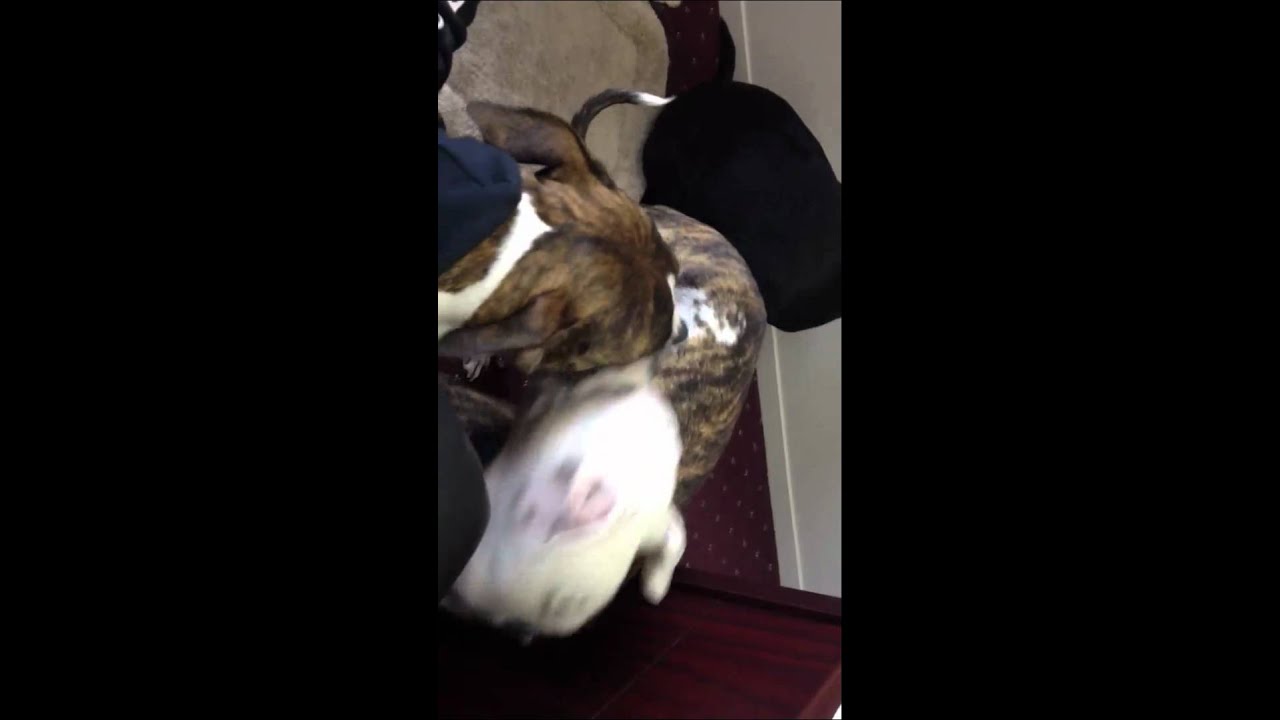 Lucy vs Bella!!