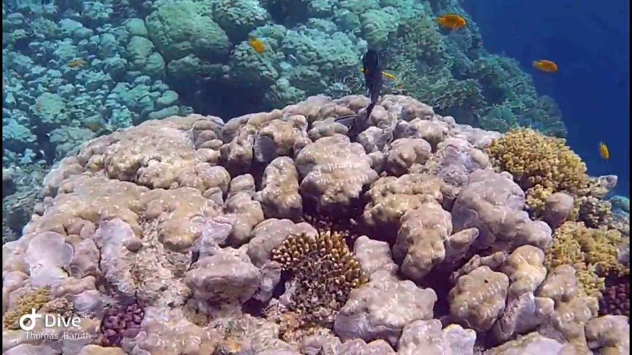 Red Sea Snorkeling