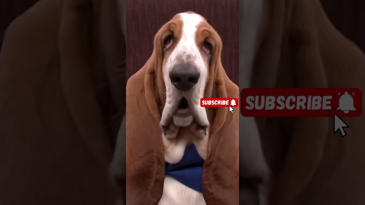 DNA Test Gone Wrong… in Slow Motion 😂 | Basset Hound Drama 