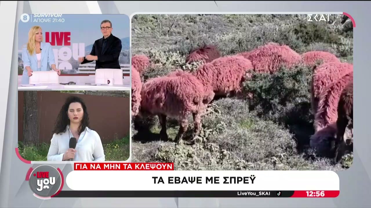 Κτηνοτρόφος έβαψε τα ζώα του κόκκινα για να μην του τα κλέψουν – Είναι αυτή η πράξη κακοποίηση;