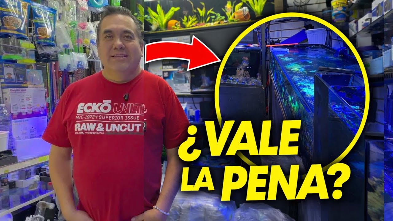 Así es un local típico de acuarios marinos en la Morelos | Recorrido real por Reef Store MX