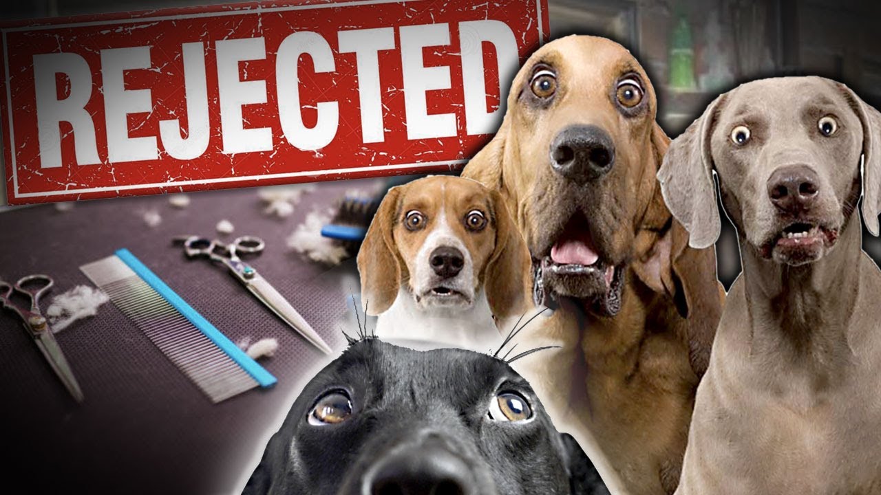 Dogs I REFUSE to GROOM and How to Build a THRIVING Client Base