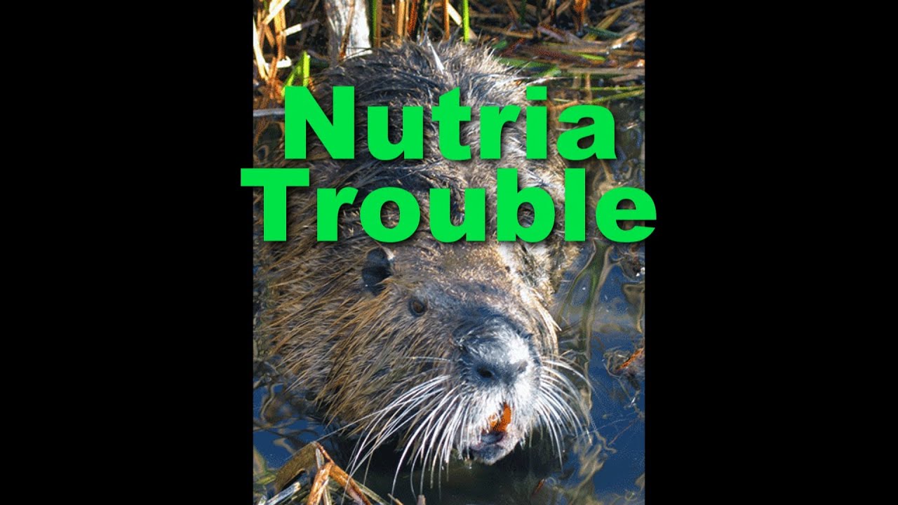 Your DNREC - Nutria Trouble