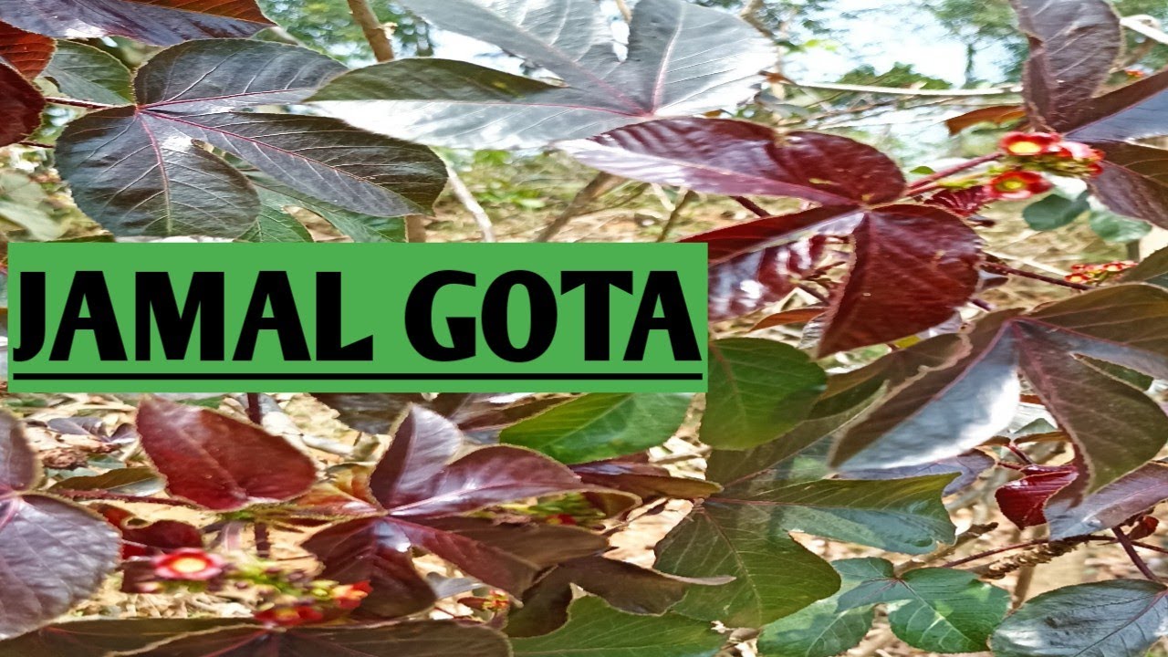 জামাল গোটা খাওয়া যায় কি?।।jamalgota health benefits #jamalgota #jatropha #euphorbiaceae #herbalbd