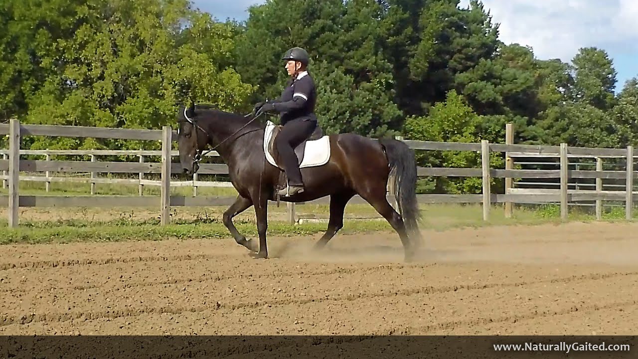 Naturally Gaited Tennessee Walking Horse Flat Walk