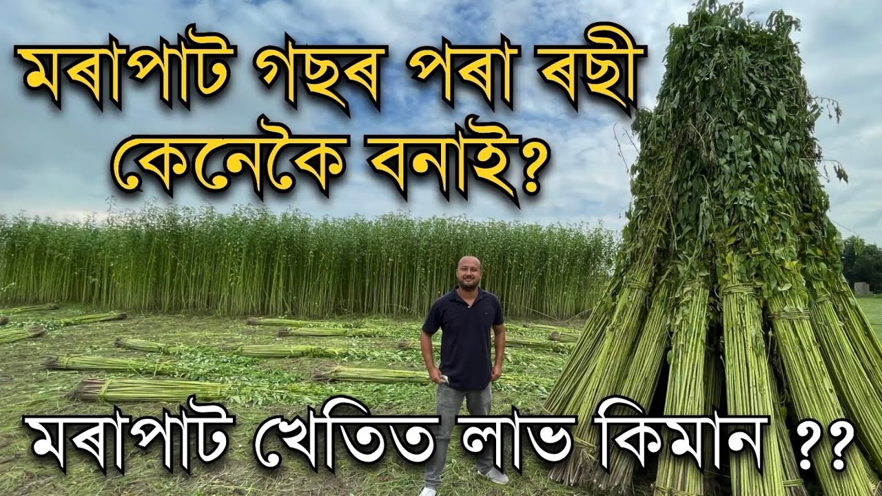 মৰাপাটৰ ৰছী কেনেকৈ বনাই?এই খেতিত লাভ কিমান ?Marapat kheti॥Jute farming in Assam॥ Nuziveedu Seeds