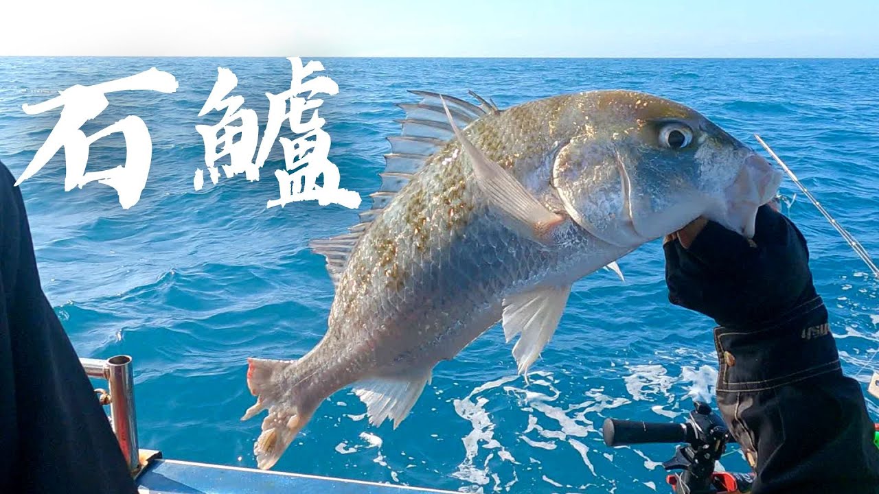 台中梧棲釣大石鱸，熟成6日做生魚片。
