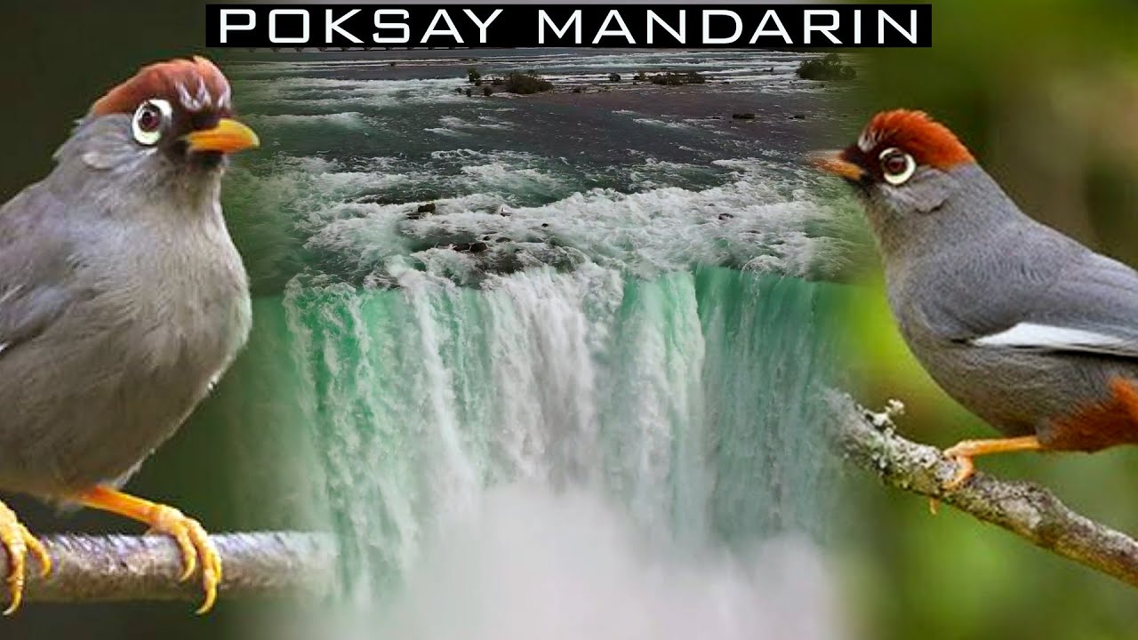 Terapi Malam Poksay Mandarin agar poksay mandarin bahan berani rajin bunyi di siang hari