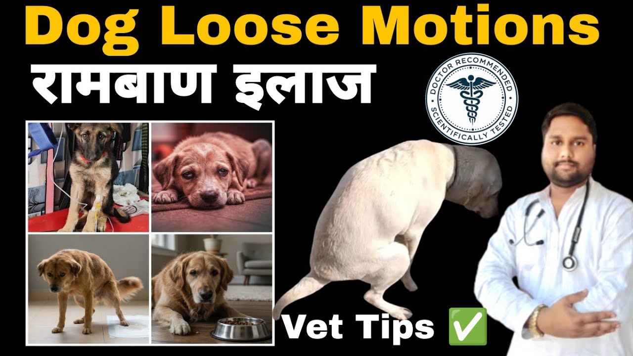 Dog Loose Motion Treatment 💩 | Puppy ko loose motions ho to kya kare | Dog loose motions #doghealth