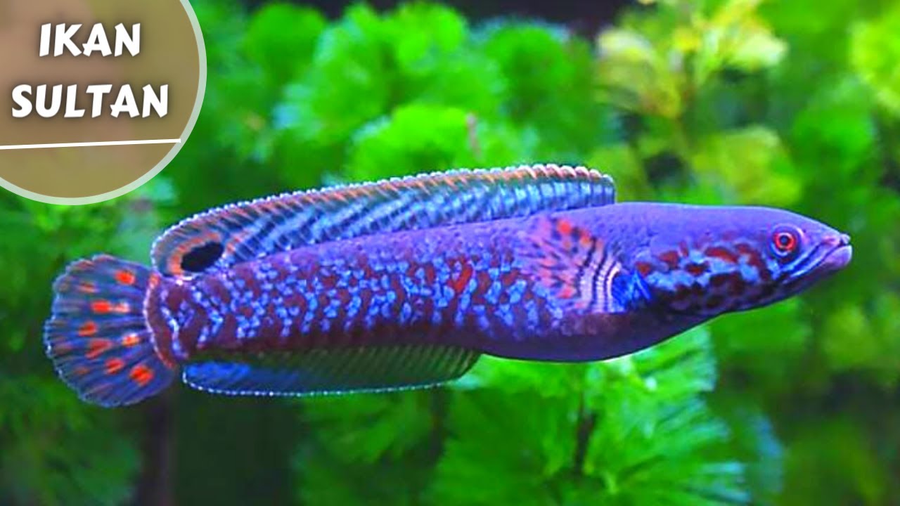 Ikan Channa Si Gabus Hias Cantik dengan Harga yang Mahal