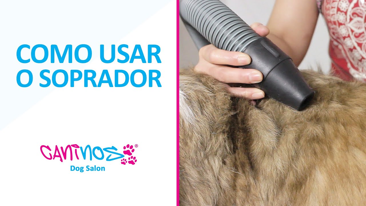 Como usar o Soprador de Pet Shop em Casa