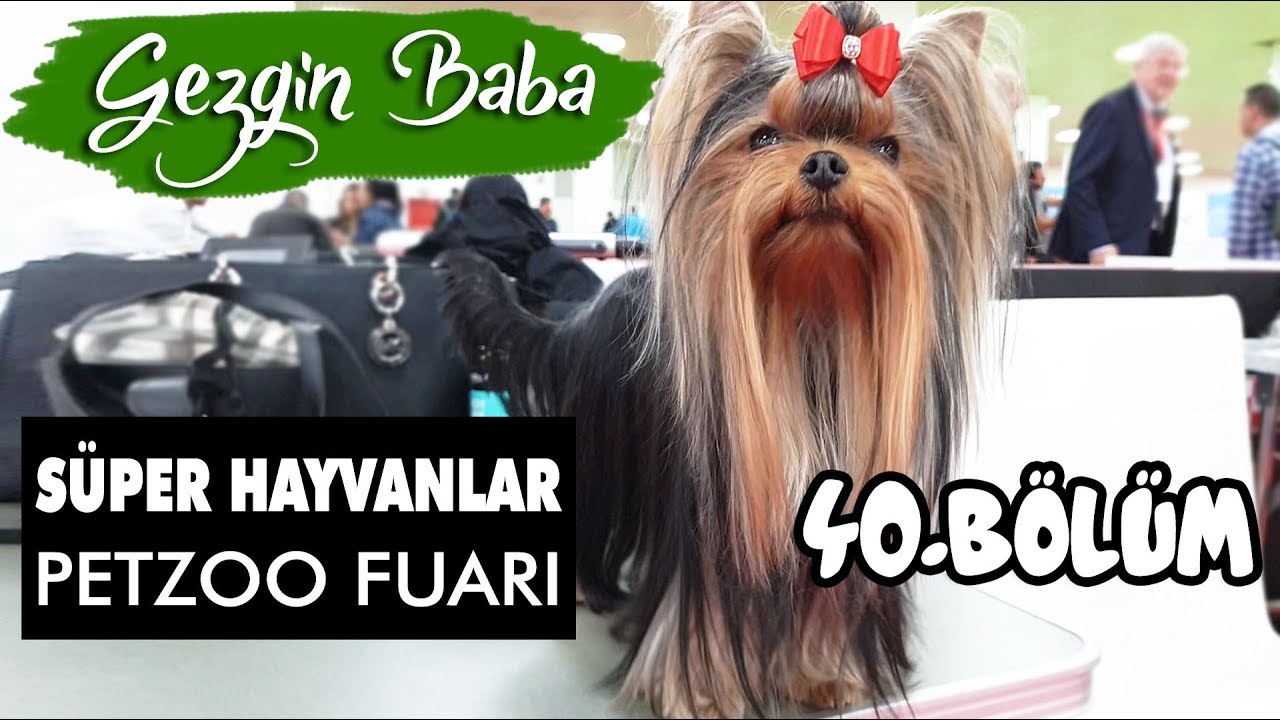 Pet Fuarı 2019 | Petzoo İstanbul Türkiye | Evcil Hayvan Yarışması | Gezgin Baba | 40.Bölüm