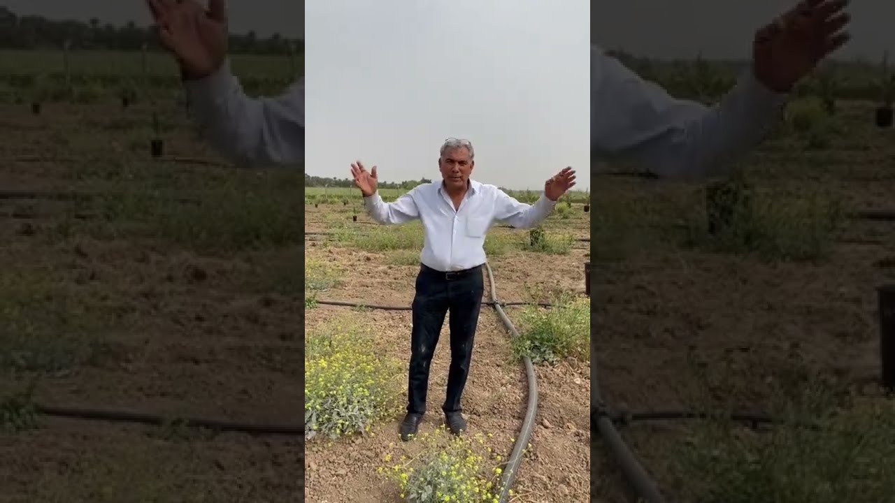 مزرعة 15 دونم تم زراعتها ب 750 فسيل المجهول النسيجي في واسط 🌴 ذو جدوى اقتصادية