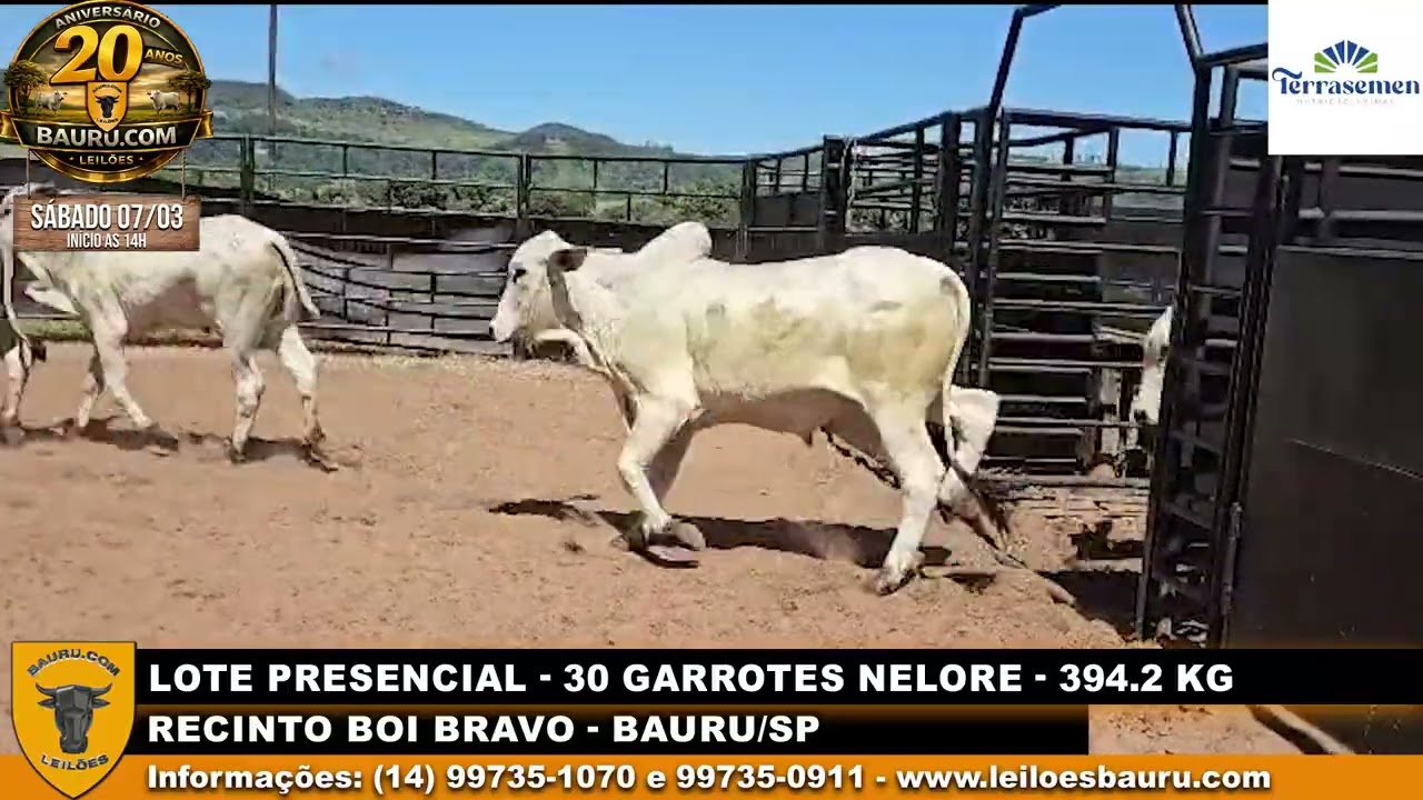 30 garrotes nelore 394kg