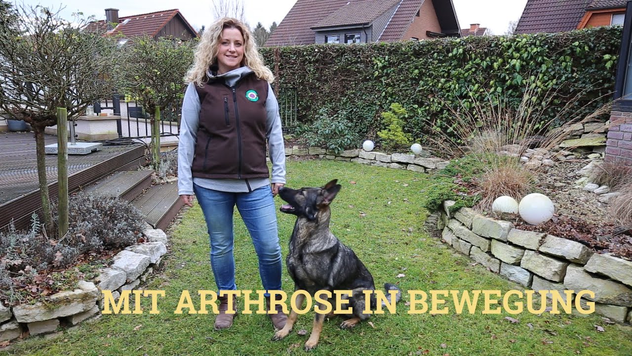Mit Arthrose in Bewegung - Das Webinar für Hundebesitzer