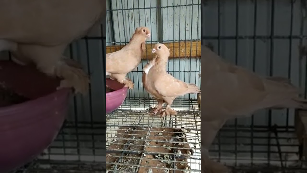 Beautiful satinet pigeon # feel with QR