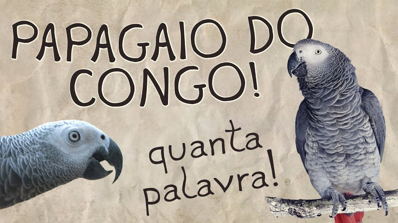 Papagaio do Congo! - Parte 01