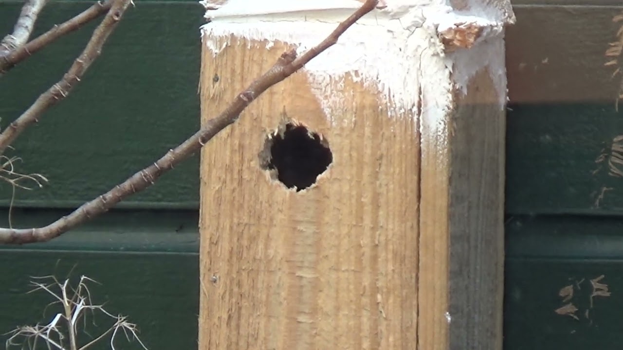 my birdhouse is being investigated!!