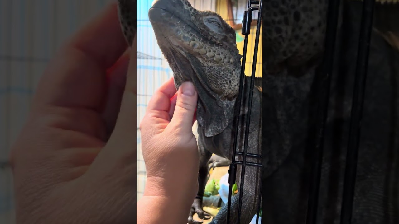 “Daily vlog 27”! #love #reptiles #pets #cute #cuteanimal #2026 #nature #new #lizard #snake 