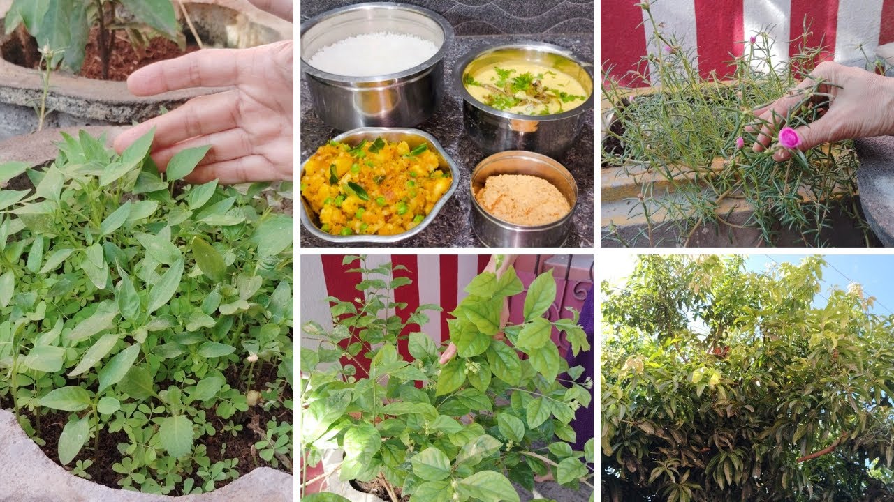 இந்த காய்லையும் புதுமையான மோர்க்குழம்பு செஞ்சு பாருங்க | Garden Vlog | Abhinaya's Creation