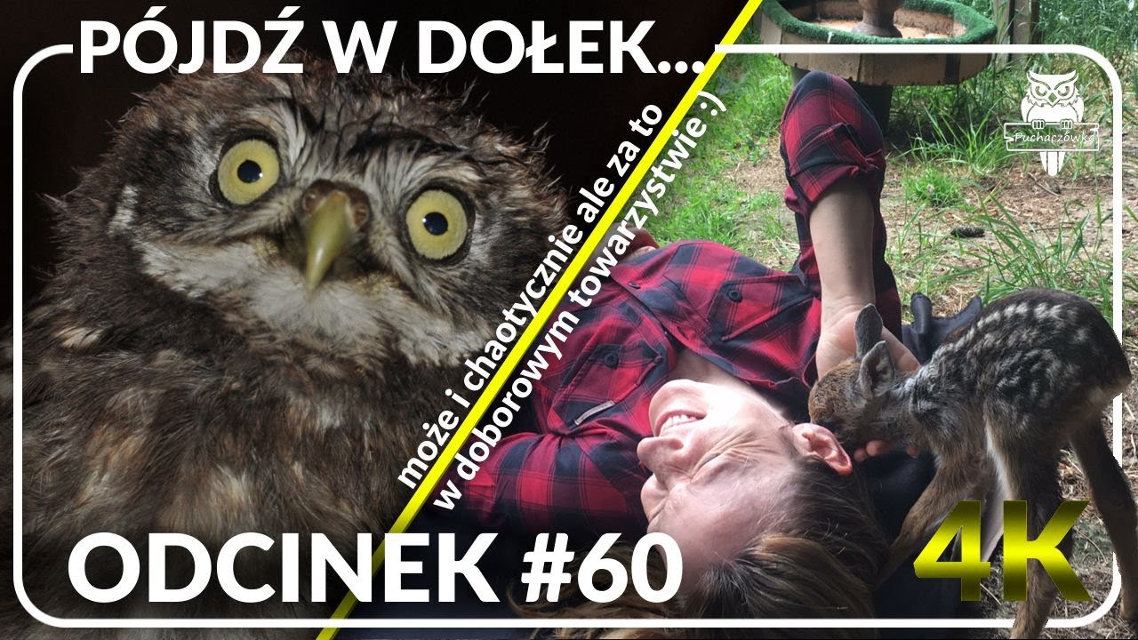 Odcinek #60 - Pójdź w dołek, pod kościółek czyli nasz bełkot o pójdźkach🦉