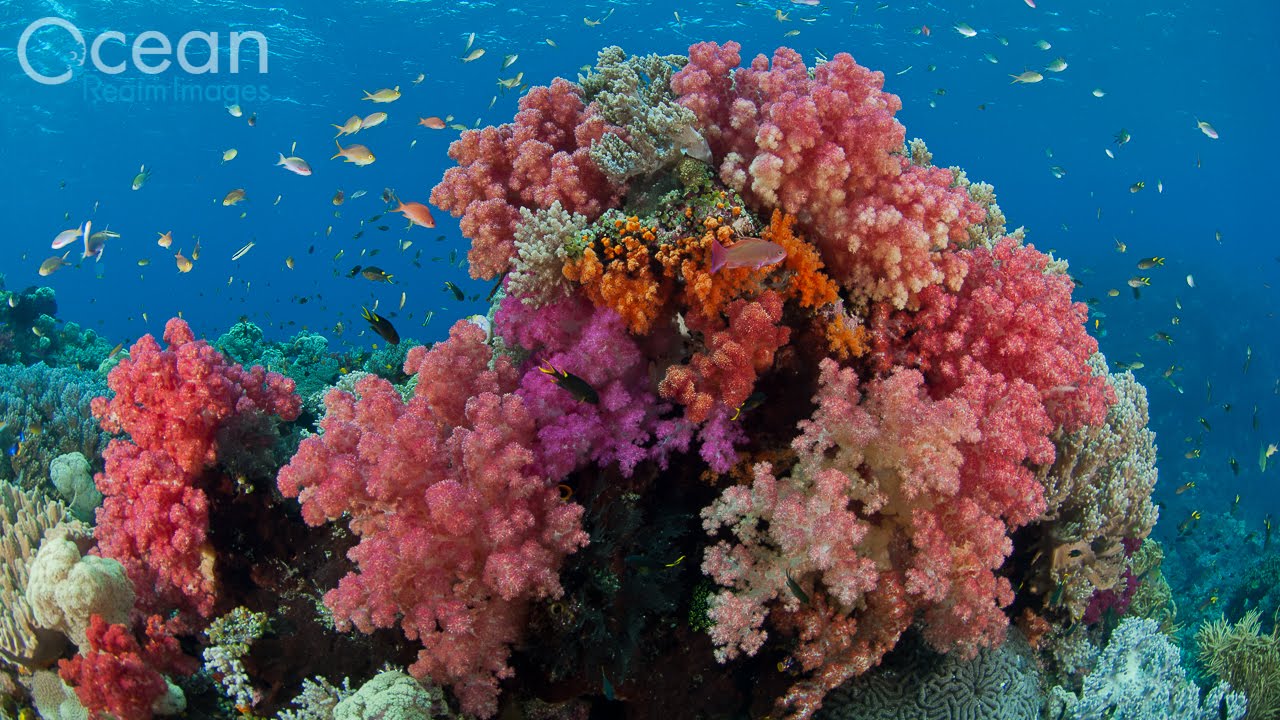 Diving The World's Richest Reefs - Raja Ampat, Indonesia