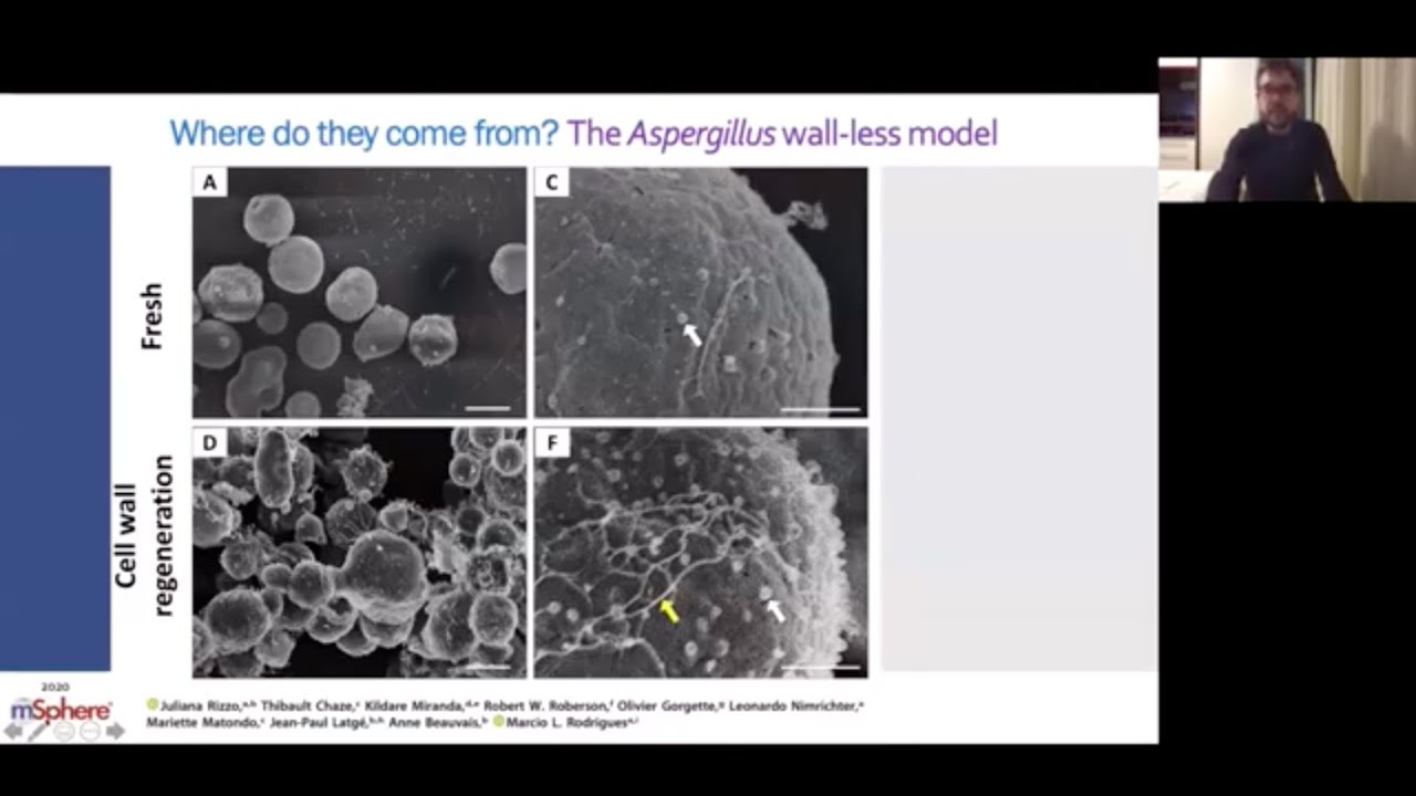 Insights into the analysis and functions of fungal extracellular vesicles by Marcio L. Rodrigues