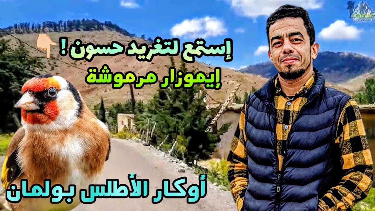 تغريد مقنين مرموشة_أجمل أوكار الأطلس _إيموزار مرموشة إقليم بولمان _صفرو chant chardonneret marmoucha