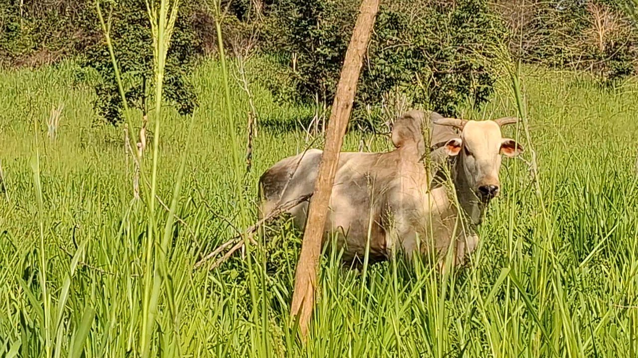 PASTO MOMBAÇA TANGOLA ÁGUA GADO NELORE GORDO.