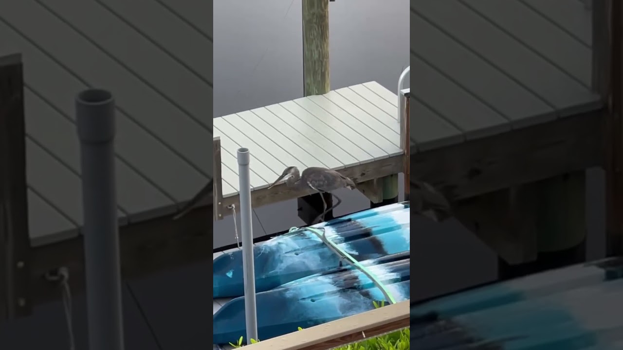 &ldquo;Richard&rdquo; the Great Blue Heron #birds #animals #animalshorts