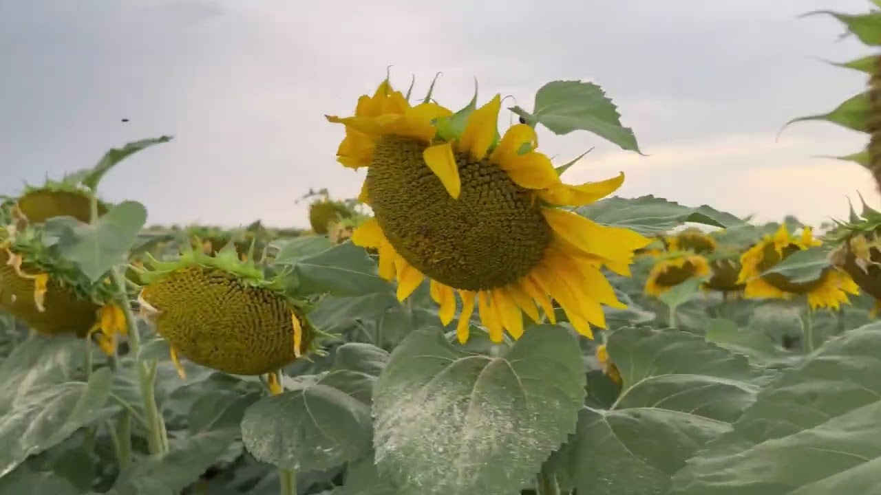 Стан гібриду соняшника НЕЙМАР ПЛЮС Сумо 28.07.2023р. Без міндобрив та листових обробок. 4шт на метр