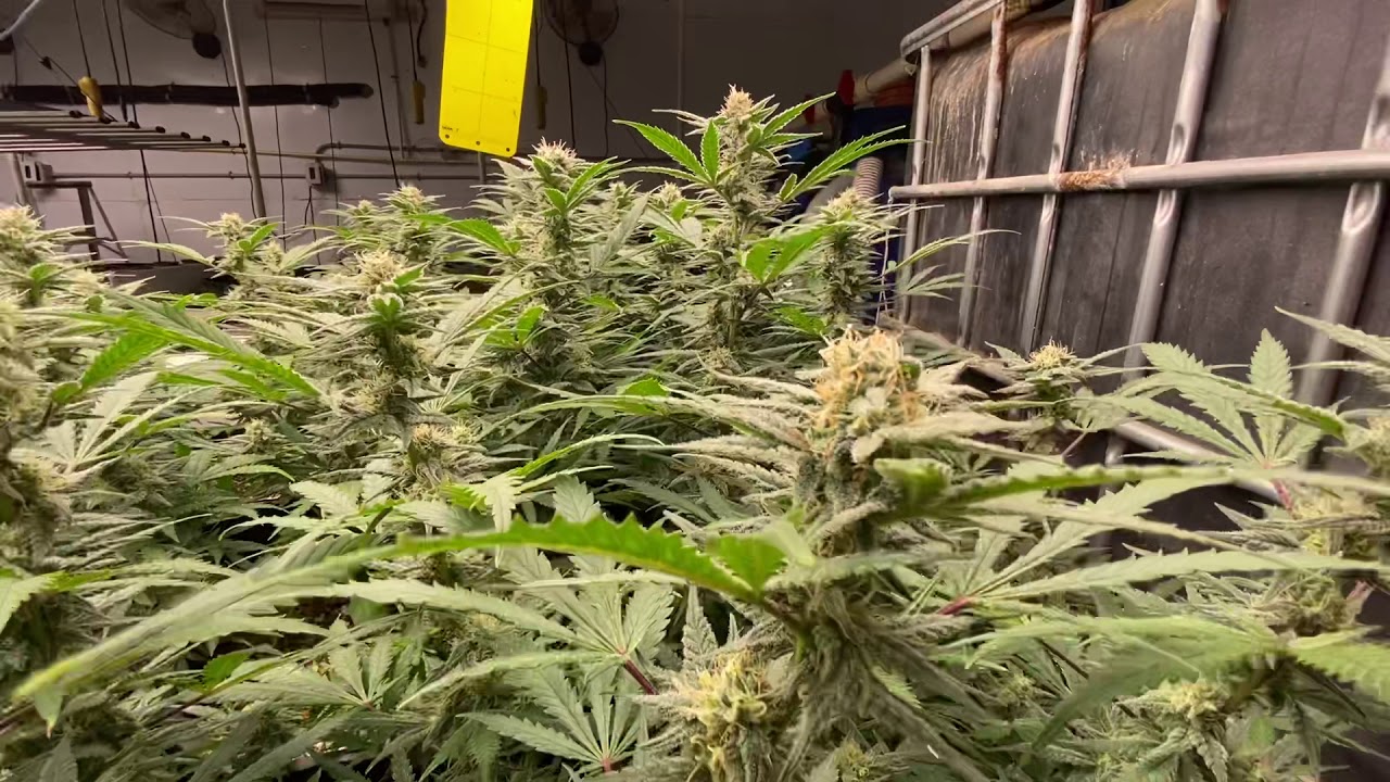 Aquaponic Journal - Update 28