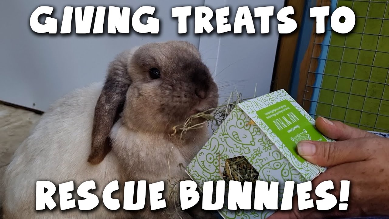 Встреча с кроликами из приюта Nibbles Rabbit Rescue!