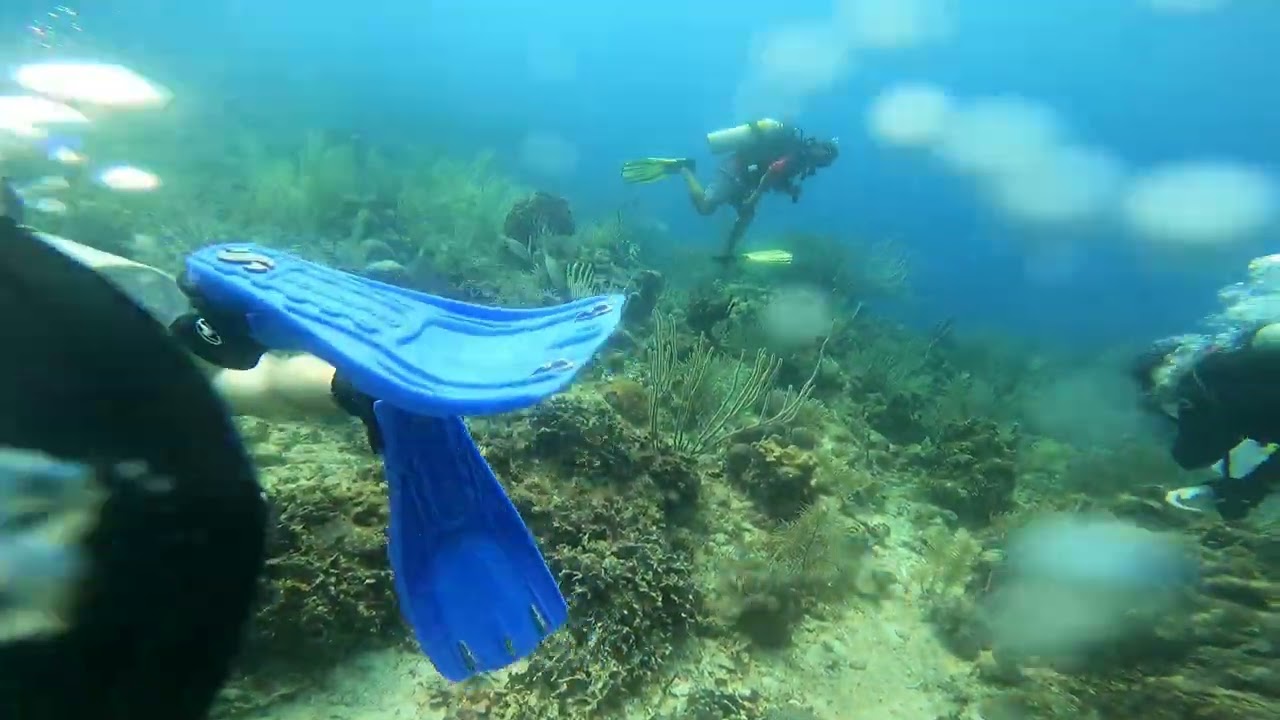 Dive 96