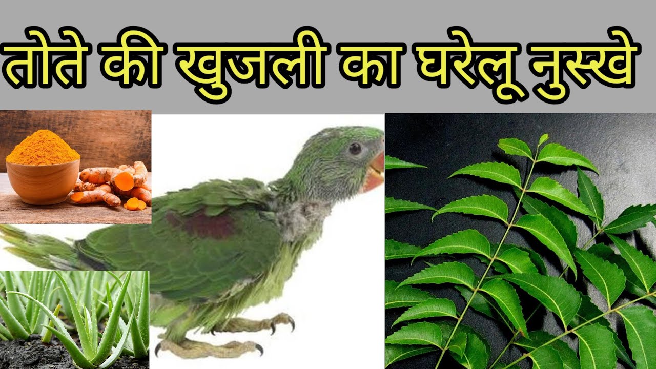 तोते के पंखों में खुजली का घरेलू नुस्खा#parrotlovers #parrottreatment #parrotcare