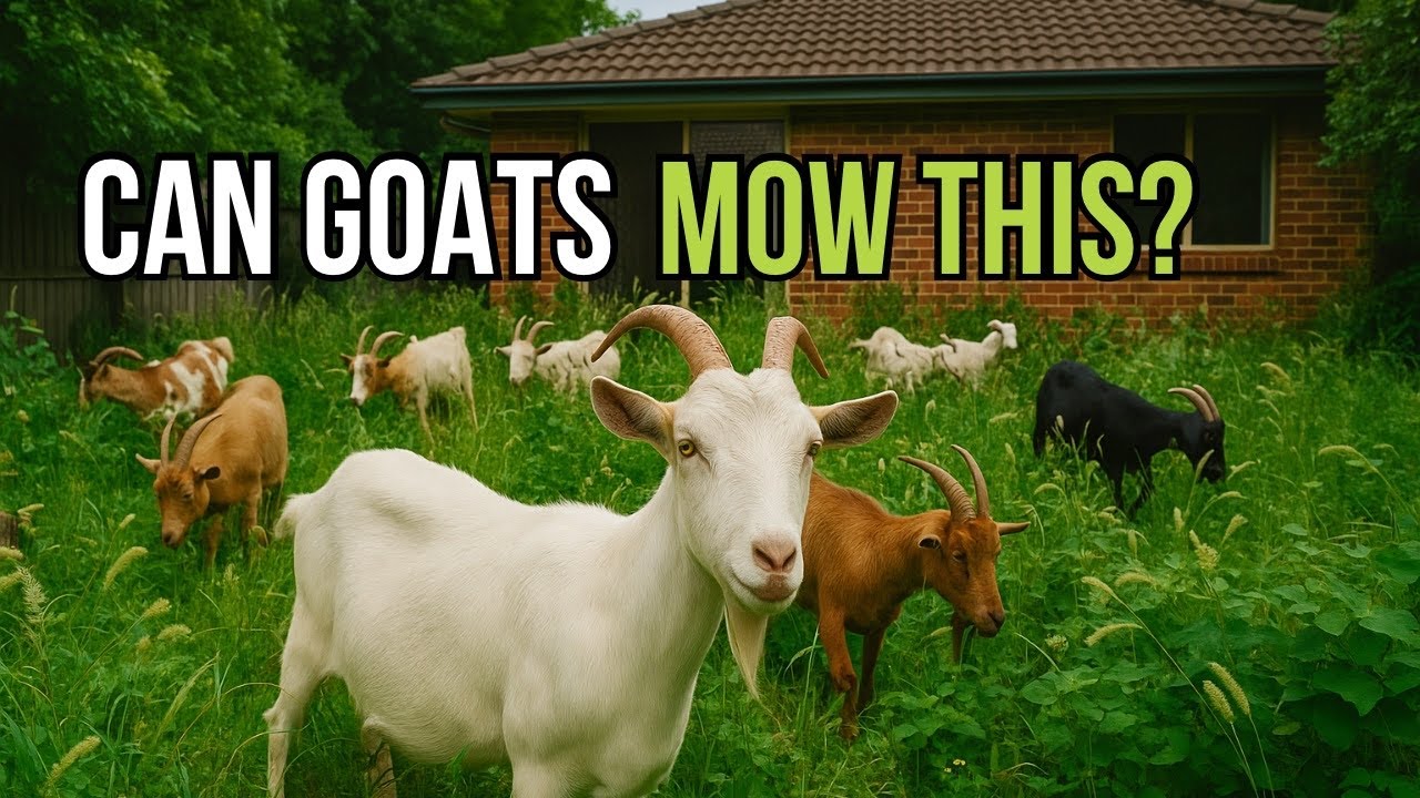 Forget Mowers… We Used 40 GOATS To Clear This Crazy Yard!
