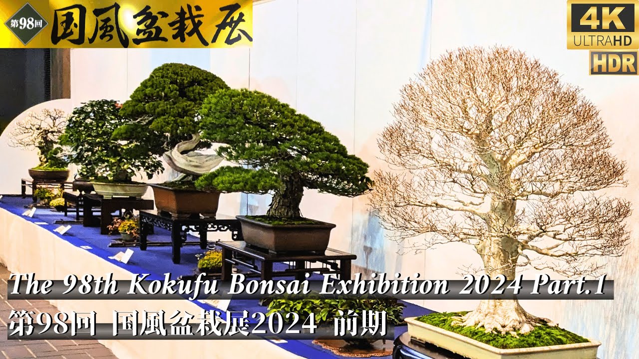 ”The 98th Kokufu Bonsai Exhibition 2024 Part.1
